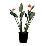 Plant in a Box