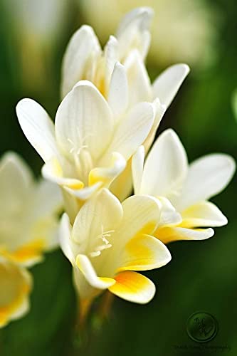 Radha Krishna Agriculture Imported Variety Freesia bulb Winter flower bulbs Mix color for Home Garden Pack of 3 Flower Bulbs-image-45