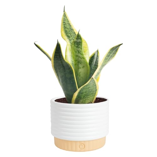 Costa Farms Snake Plant, Sansevieria Live Plant in Decorative Pot, Easy to Maintain, Air Purifying Succulent Indoor Houseplant, Assorted Variety, Home, Room, or Office Décor, 8-12 Inches Tall