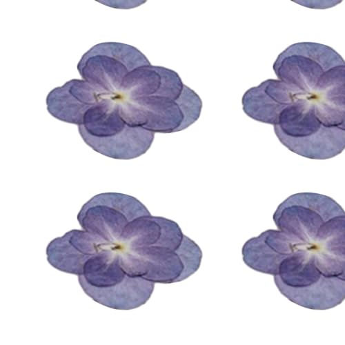 Nishiyuenyi 12 Stück Hortensien Trockenblumen, Getrocknete Hortensienblüten, Echte Gepresste Trockenblumen für Schönheitsfotografie, Handgemachte Seife, DIY Handw