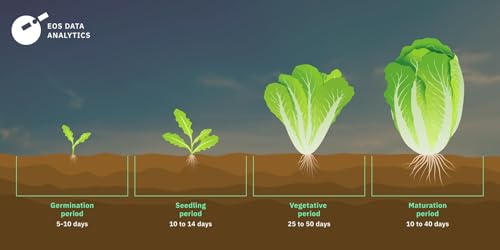 Image of Seeds Collection (Lettuce)