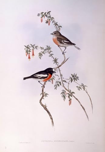 Tableaux Graffiti Art Mural Oiseau Scarlet Robin Impression Moderne John Gould 60x90cm