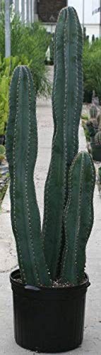 Portal Cool Mela Cactus - peruviano di Apple Cactus - Cereus Curvatura 10 Semi