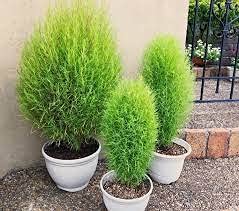 See full amazon price history chart for Kochia F1 Hybrid Flower Seeds for Summer Gardening (Pack of 100 Seeds) Kochia F1 Hybrid Flower Seeds for Summer Gardening (Pack of 100 Seeds) (B09FQ2372D) Amazon Price History, Amazon Price Tracker