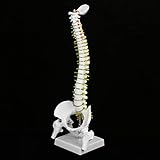 columna vertebral flexible 【Promover la comprensión】 Ayuda a los estudiantes a comprender la relación entre la columna vertebral humana y la pelvis.