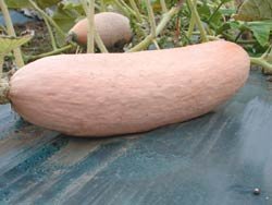 Seed Kingdom Jumbo Pink Banana Squash Seeds
