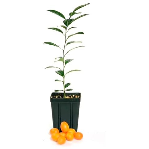 Kumquat Tree - XL. Fortunella Margarita. 6" - 10" Cover