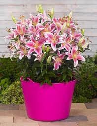Audbhidhi Bulbs Oriental Lily Plant Bulbs Pink Colour For Garden Pack of 2 Bulbs-image-48
