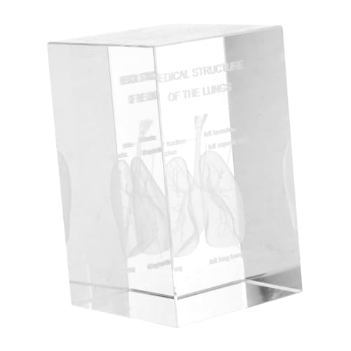 MUCKLILY Lung Anatomical Model Crystal Paperweight Realistic 3d Decor Science Education Unique