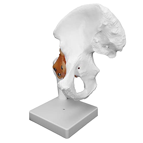 Image of Human Hip Joint Model with Ligaments, Ligament Bone Anatomical Model Professional Hip Bone Model Human Hip Joint Model Hip Joint Teaching Skeleton Bone Model for Classroom Education & Medical Training