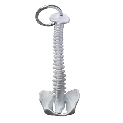 harayaa Human Spine Skeleton Porte-clés Squelette Colonne Vertébrale Humain Chaîne Modèle Outil Pédagogique Materiel D'Enseignement PVC Adapté pour Le