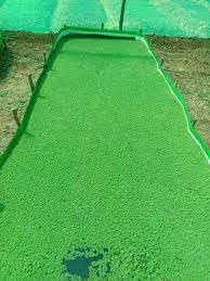 Ajola grass seeds || seeds for Azola grass (700 seeds)