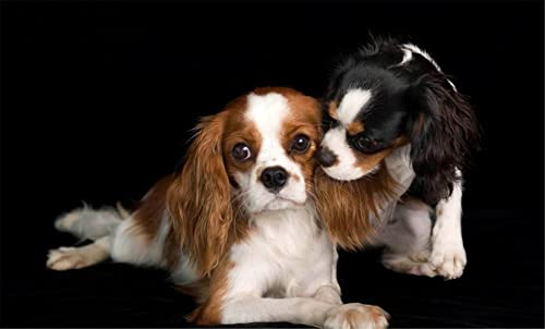 NPRZM Peinture diamant 5D à faire soi-même, motif chien Cavalier King Charles Spaniel, broderie diamant, point de croix, 30 x 40 cm