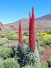 10 pezzi di Echium pretii
