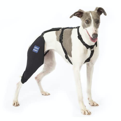 Image of Dog Knee Brace with Harness and Connection Belt, Lightweight and Stretchable, Support for Torn ACL Hind Leg, Luxating Patella, Reduces Arthritis Pain and Inflammation (Medium)