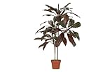 Planta Cordyline Fruticosa 70X60X110 Cm