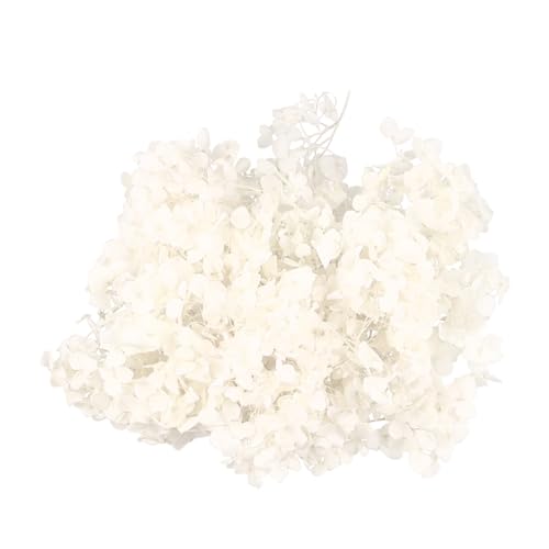 Pétalos de hortensia natural secados para decoración blanco