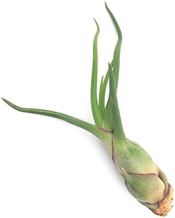Amazon Co Jp ゆうパケット発送 エアプランツ チランジア ブルボーサ Ssサイズ Tillandsia エアープランツ ティランジア ブロメリア ホーム キッチン