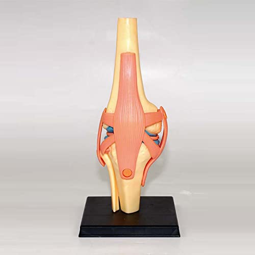 Modèle anatomique de l'articulation du genou en puzzle pédagogique