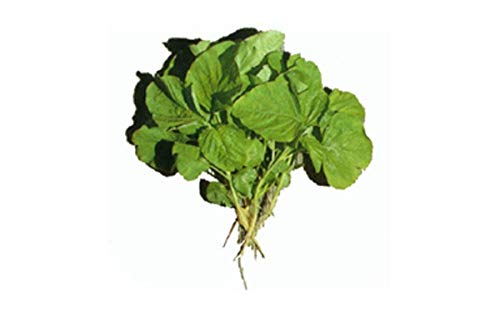 Green Amaranth Round Leaf Seeds - Harvested 30 Days After Sowing Very Tender(100 - Seeds) #TOP1
