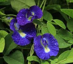 Seed Wala Extremely Rare and Beautiful Blue Aparajita | Clitoria Ternatea | Butterfly Pea| Shankhupushpam | Flower Seeds Pack of 10 Seeds (SW-112) (B0B15J6C8P) Amazon Price History, Amazon Price Tracker