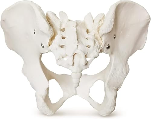 Modèle anatomique de pelvis féminin pour démonstrations en cours de sciences - 4