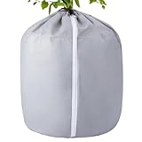 Raypontia