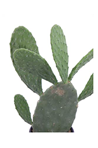Pianta di Fico D'India Pianta di Opuntia Ficus Indica pianta da esterno pianta da giardino cactus di Fico d'India pianta grassa pianta ornamentale pianta vera venduta da eGarden.store - Image 5