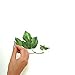 RoomMates RMK1219SCS Evergreen Ivy Peel and Stick Wall Decals