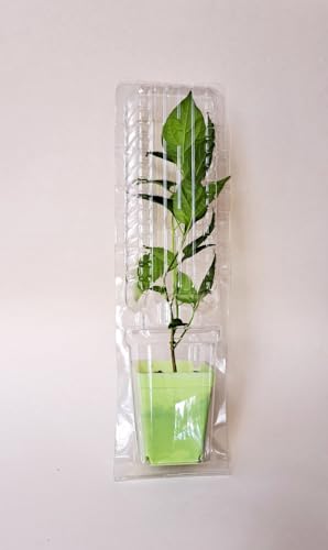 Live Plant Clone Shipper Clamshell Packaging Shipping Seedling Cutting, Clear (Bundle of 10)