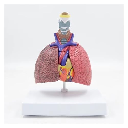 Cœur et larynx AMITD taille réelle pour comprendre les maladies facilement - 2