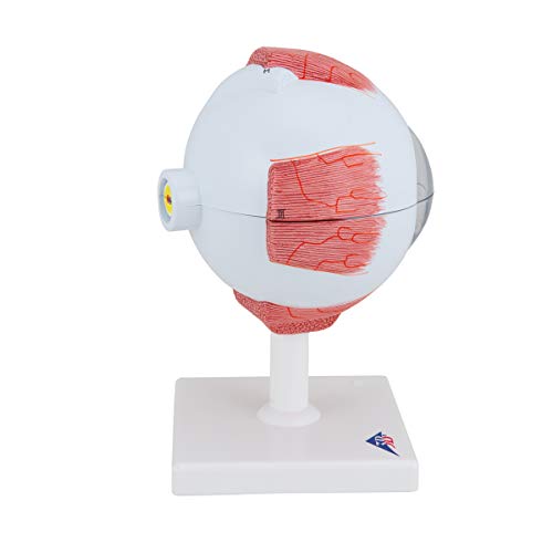 Image of 3B Scientific F10 Eye 5 times full-size 6-part - 3B Smart Anatomy