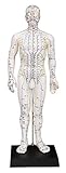 Male Acupuncture Model 20