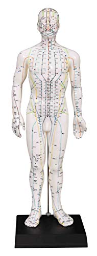 Male Acupuncture Model 20
