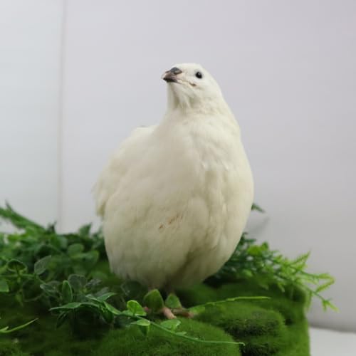 Undique Jumbo White Coturnix Hatching Eggs - Premium Quail Eggs for Hatching - Perfect for Homesteaders, Breeders, Hobbyists - Freshly Collected for High Hatch Rates Count of 12