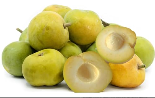 Grafted Suebelle sapote Sapote Fruit Tree (White Sapote, Casimiroa edulis) (White Sapote, 2 Gallon)
