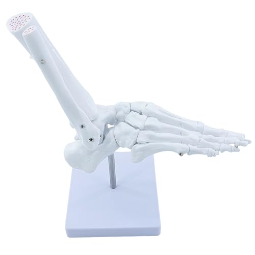 Image of Life Size Human Foot and Ankle Model, Fully Articulated, Anatomical Foot Bone Model for Podiatry, Orthopedic Study, Education