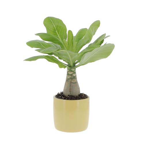 KENTIS - Brighamia Insignis Palma delle Hawaii - Piante Vere da Interni Succulenta - Pianta da Appartamento Ornamentale - H 25/35 cm Vaso Ø 12 cm