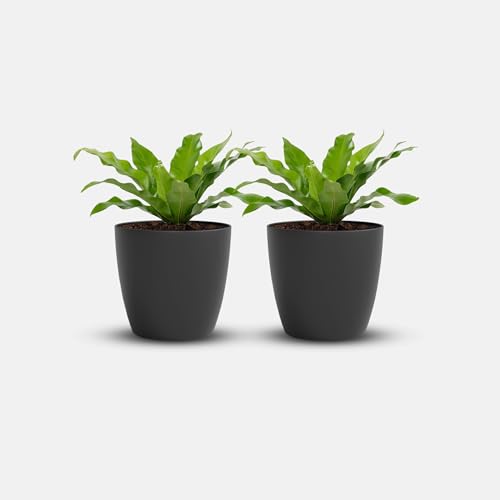 Image of YUCCABE ITALIA SHERA Stella 10 Inch Plastic Plant Pot for Home Decor Indoor Plant Pots for Living Room Plastic Flower Pot for Garden (Grey, 10 INCH - 2 Pcs)