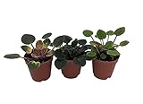 Sale Miniature African Violet - 3 Plants/2' Pot - Great for Terrariums