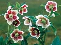 Helleborus 'Single Pink Spotted' (Pink Lady) Plug Plants x 3