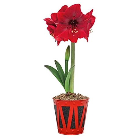 BRECK'S - Miracle Red Flowering Amaryllis Holiday Gift Kit - One dormant bulb pre-planted in a decorative drum planter Cover
