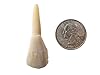 Twenty Five (25) UN-Drilled Genuine Water Buffalo Teeth #3