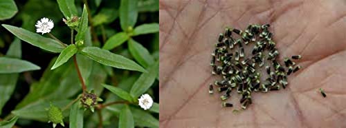 Ari Nursery Eclipta prostrata/Bhringraj/Karisalangkanni/False daisy Seeds - 20 seeds (B09J3VMN83) Amazon Price History, Amazon Price Tracker