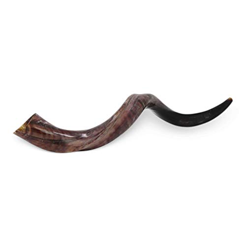 Medium Half Polished Half Natural Kudu Horn Shofar