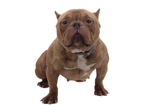 SINMORA Dog Collar and Leash Set Adjustable Strong Dirt Resistant Deodorization Waterproof Easy to Clean Soft Not Fall Off Pet Collars Leashes for Large Medium Small Dogs 6FT Dog Leash (L, Brown) - Image 6