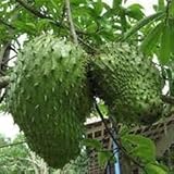 MITRAEE 100pcs Giant Soursop Tropical Fruit Seeds
