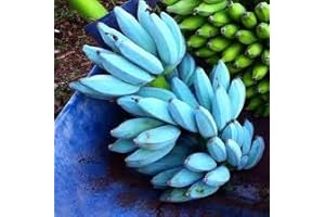 Start a Fruity Adventure with Sky Blue Banana Seeds!