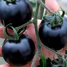 25 semi di ortaggi Schwarze Tomate