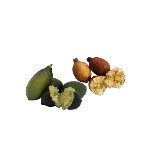 Graines de Citron Caviar Microcitrus pour réussir votre propre arbuste fruitier